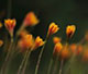 Thomas Ward Floral Photo Art