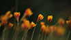 Thomas Ward Floral Photo Art